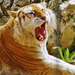 tiger-with-open-mouth-showing-his-teeth-hd-tiger-wallpaper-animal