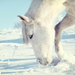 wallpaper-of-a-white-horse-searching-for-food-under-the-snow-hd-h