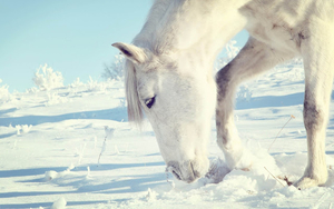 wallpaper-of-a-white-horse-searching-for-food-under-the-snow-hd-h