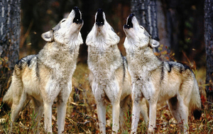 wallpaper-of-three-howling-wolves-hd-animals-wallpapers