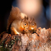 wallpaper-of-two-eating-squirrels