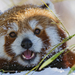 winter-wallpaper-red-panda-bear-snow-hd-close-up-photo-panda