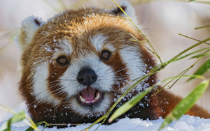 winter-wallpaper-red-panda-bear-snow-hd-close-up-photo-panda