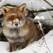 winter-wallpaper-with-a-red-fox-near-his-hole-hd-animals-wallpape