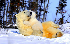 animal-wallpaper-with-a-polar-bear-with-his-cub-in-the-snow