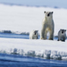 animal-wallpaper-with polar-bears-on-a-ice-floe-hd-polar-bears-wa