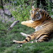 background-of-a-beautiful-tiger-resting-on-the-grass-hd-animal-wa