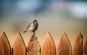 bird-wallpaper-with-a-sparrow-sitting-on-a-wooden-fence-hd-animal