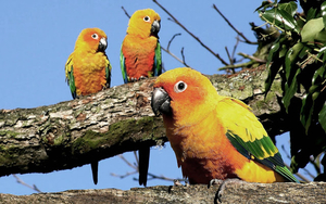 bird-wallpaper-with-orange-yellow-parrots-on-a-branch-hd-animal-p