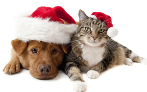 christmas-wallpaper-with-a-cat-and-a-dog-wearing-christmas-hats-h