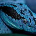 close-up-photo-of-a-blue-snake-hd-snakes-wallpapers