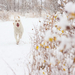 dog-wallpaper-with-a-dog-running-through-the-snow-hd-winter-wallp