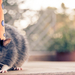 funny-wallpaper-of-a-rat-with-a-hat-hd-animals-wallpapers