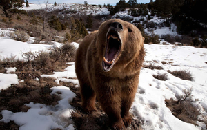 wallpaper-of-a-angry-attacking-bear-showing-his-teeth-hd-bears-wa