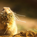 wallpaper-of-a-hamster-with-hay-and-grass-in-its-mouth-hd-hamster