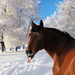 wallpaper-of-a-horse-sticking-his-tongue-out-hd-animal-winter-wal
