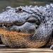 wallpaper-of-a-very-large-crocodile