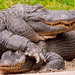 wallpaper-of-two-cuddling-crocodiles-climbing-over-each-other
