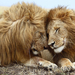 wallpaper-of-two-cuddling-lions-hd-lion-wallpapers