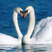 wallpaper-of-two-cuddling-white-swans-in-the-water-hd-swan-wallpa