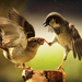 hd-animal-photo-with-two-fighting-birds-hd-birds-wallpaper