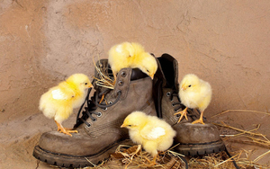 funny-wallpaper-with-yellow-chickens-playing-with-some-old-shoes-