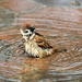 hd-animal-wallpaper-of-a-bathing-sparrow-hd-birds-wallpapers