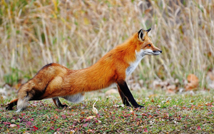 hd-animal-wallpaper-of-a-beautiful-red-fox