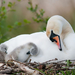 hd-animal-wallpaper-of-a-swan-with-little-young-chicks-in-their-n