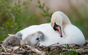 hd-animal-wallpaper-of-a-swan-with-little-young-chicks-in-their-n