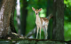 hd-animal-wallpaper-of-a-young-deer-in-the-forest-hd-deers-wallpa