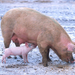 hd-animal-wallpaper-of-mother-pig-with-a-young-pig-drinking-milk
