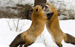 hd-animal-wallpaper-of-two-fighting-foxes-in-the-snow-at-winter-t
