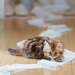 hd-animal-wallpapers-with-a-kitten-playing-with-toilet-paper-hd-c