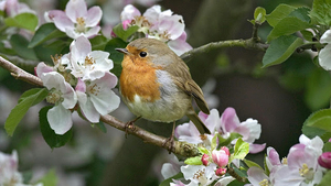 hd-birds-wallpapers-with-a-bird-in-a-tree-with-flowers-hd-birds-b