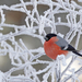 hd-bird-wallpaper-with-a-red-bird-in-a-tree-with-snow-or-ice-hd-b