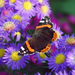 hd-butterfly-wallpaper-with-a-photo-of-a-brown-orange-butterfly-s