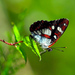 hd-butterfly-with-a-beautiful-butterfly-sitting-on-a-plant-butter