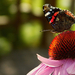 hd-butterfly-with-a-butterfly-sitting-on-a-red-flower-or-plant-bu