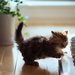 hd-cat-wallpaper-with-a-cute-little-cat-playing-piano-hd-cat-back