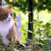 hd-cat-wallpaper-with-a-red-and-white-cat-in-the-forest-backgroun
