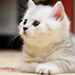 hd-cat-wallpaper-with-a-resting-white-cat-background-picture