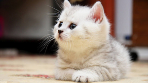 hd-cat-wallpaper-with-a-resting-white-cat-background-picture