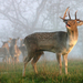 hd-deer-wallpaper-with-a-group-of-deer-background-picture