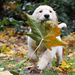 hd-dog-photo-with-a-dog-with-a-autumn-leave-in-his-mouth-hd-dog-w