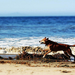 hd-dog-wallpaper-with-a-dog-running-on-the-beach-hd-dogs-backgrou
