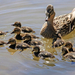 hd-ducks-wallpaper-with-swimming-ducks-wallpapers-backgrounds-pic