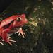 hd-frog-wallpaper-with-a-toxic-red-frog-background-picture