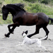 hd-horse-and-dog-wallpaper-with-a-dog-chasing-a-horse-hd-dog-back