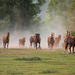 hd-horse-photo-with-a-group-of-fast-running-brown-horses-hd-horse